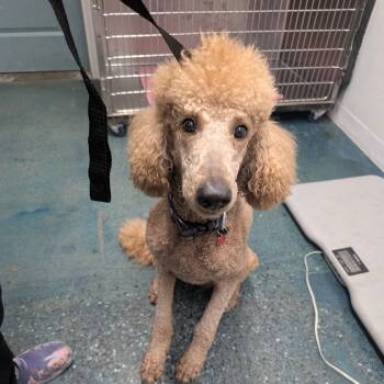 Standard Poodle Dogs Available for Adoption - CARTER | PetCurious