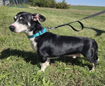 Cookie -  Dachshund Dog for Adoption in Larned, Kansas - Cookie | PetCurious