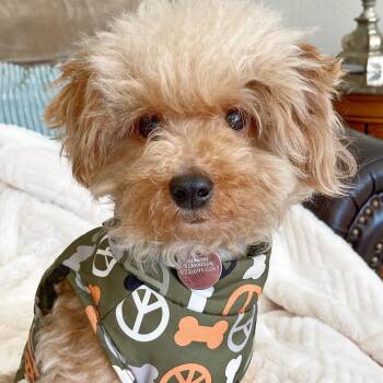 Poodle and Yorkshire Terrier Dogs Available for Adoption - Shaggy | PetCurious