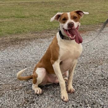 Jack Russell Terrier and Pit Bull Terrier Dogs Available for Adoption in Sentinel, Oklahoma - Bandit | PetCurious