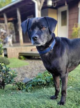 Granger- Located in Longview, WA now -  Pit Bull Terrier and Chihuahua Dog for Adoption in Los Angeles, California - Granger- Located In Longview, WA Now | PetCurious