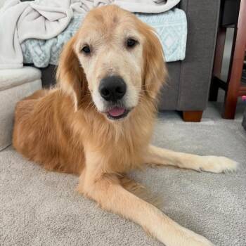 Retriever Dogs Available for Adoption - TOBY  $275 | PetCurious