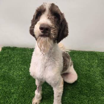 Sgt Thomas -  Poodle and Mixed Breed Dog for Adoption in Columbia, Missouri - Sgt Thomas | PetCurious