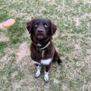 Esme -  Australian Shepherd and Mixed Breed Dog for Adoption in Alma, Wisconsin - Esme | PetCurious