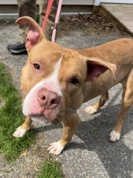 American Staffordshire Terrier Dogs Available for Adoption in Farmingdale, New Jersey - Mercury | PetCurious