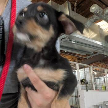 Mixed Breed Dogs Available for Adoption in Leander, Texas - Gavin | PetCurious