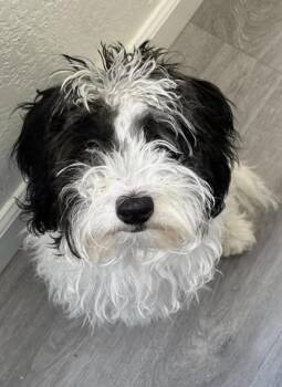 Snuffle -  Maltipoo and Shih Poo Dog for Adoption in Fresno, California - Snuffle | PetCurious