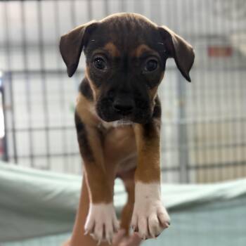 Hound Dogs Available for Adoption - Sydney Funnel Web | PetCurious