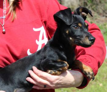 Chihuahua and Dachshund Dogs Available for Adoption - Mikey 43211 | PetCurious