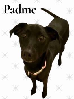Rescue Black Labrador Retriever and Italian Greyhound Dogs for Adoption in Chuckey, Tennessee - Padme - SC | PetCurious