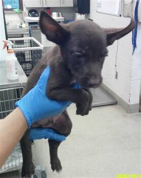 A480710 -  German Shepherd Dog and Labrador Retriever Dog for Adoption in Oklahoma City, Oklahoma - A480710 | PetCurious