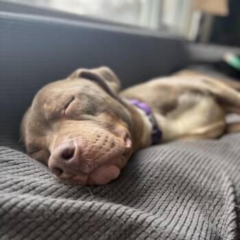 Pit Bull Terrier Dogs Available for Adoption in Rochester, Minnesota - Kerry | PetCurious