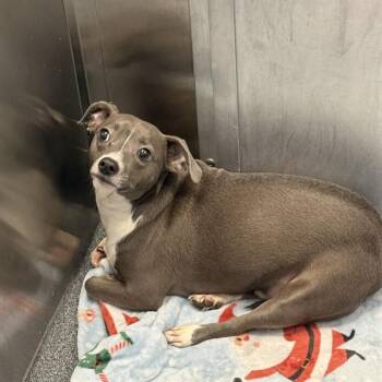 DOBBIE -  Mixed Breed Dog for Adoption in Dallas, Texas - DOBBIE | PetCurious
