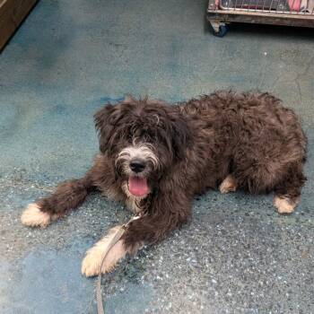Standard Poodle Dogs Available for Adoption - UNO | PetCurious