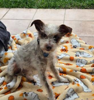Terrier Dogs Available for Adoption - Pixie | PetCurious