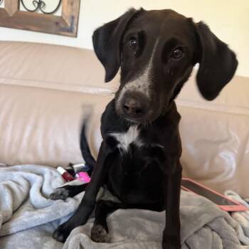 Junie -  Cattle Dog and Hound Dog for Adoption in Rossville, Georgia - Junie | PetCurious