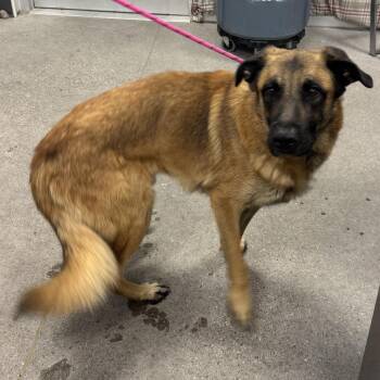 Tommy C -  Mixed Breed Dog for Adoption in Las Cruces, New Mexico - Tommy C | PetCurious