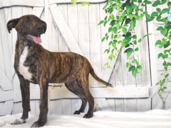 MONTEY -  Pit Bull Terrier and Mixed Breed Dog for Adoption in Oroville, California - MONTEY | PetCurious