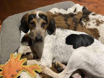 Hound Dogs Available for Adoption - Smokey | PetCurious
