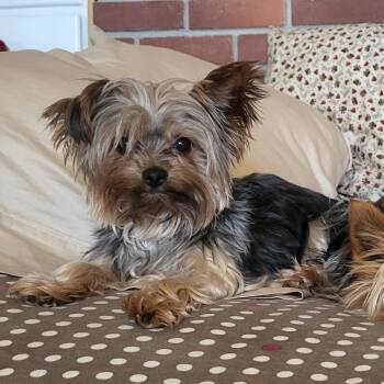 Betty -  Yorkshire Terrier Dog Available for Adoption in Pacific Grove, California - Betty | PetCurious
