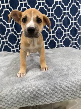 Mya -  German Shepherd Dog Dog for Adoption in Brookings, Oregon - Mya | PetCurious