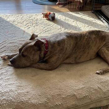 Mixed Breed Dogs Available for Adoption - Adessa | PetCurious