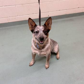 Mixed Breed Dogs Available for Adoption in Memphis, Tennessee - Canelo | PetCurious