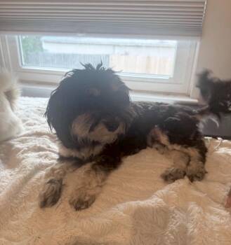 Lila -  Shih Tzu and Japanese Chin Dog for Adoption in Huntingtown, Maryland - Lila | PetCurious