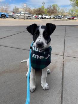 Retriever Dogs Available for Adoption - Juayúa | PetCurious