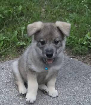 Magnus (#345) -  Norwegian Elkhound Dog for Adoption in Twin Lakes, Wisconsin - Magnus (#345) | PetCurious