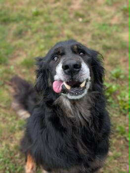Bear -  Retriever Dog for Adoption in Chambersburg, Pennsylvania - Bear | PetCurious