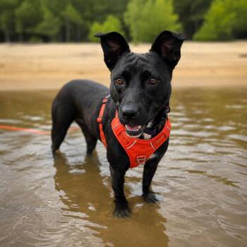 JOSIE -  Pit Bull Terrier and Mixed Breed Dog for Adoption in Evans, Georgia - JOSIE | PetCurious