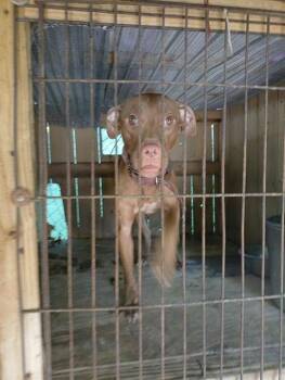 COCO -  American Staffordshire Terrier Dog for Adoption in Fort Lauderdale, Florida - COCO | PetCurious