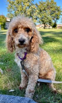 Lolo -  Goldendoodle Dog for Adoption in Orland Park, Illinois - Lolo | PetCurious