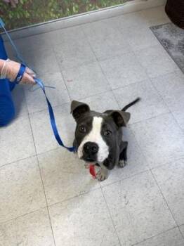 American Staffordshire Terrier and Mixed Breed Dogs Available for Adoption in San Antonio, Texas - Roo | PetCurious