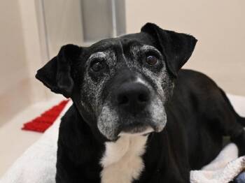 Labrador Retriever and Pit Bull Terrier Dogs Available for Adoption in Portland, Oregon - Ernie | PetCurious