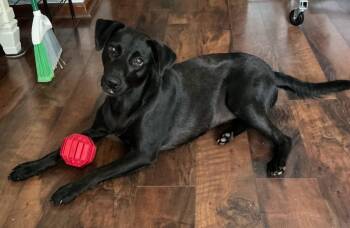 Daphne -  Labrador Retriever Dog for Adoption in Valrico, Florida - Daphne | PetCurious