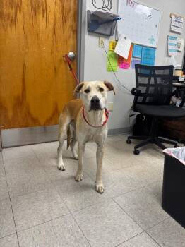 Catahoula Leopard Dog Dogs Available for Adoption in Sorrento, Louisiana - Rory | PetCurious