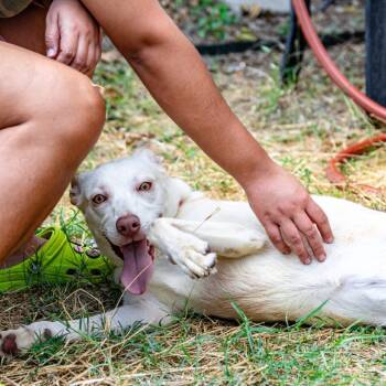 Rescue Mixed Breed Dogs for Adoption in Houston, Texas - Juni | PetCurious