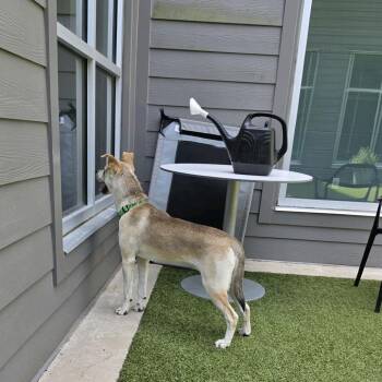 Hot Potato -  Mixed Breed Dog for Adoption in Greensboro, North Carolina - Hot Potato | PetCurious