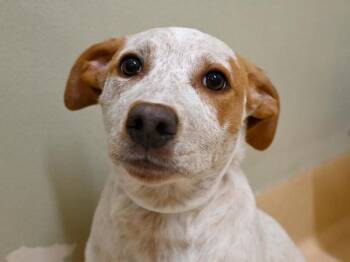 Rescue Pit Bull Terrier and Australian Cattle Dog Blue Heeler Dogs for Adoption in Portland, Oregon - Ruby | PetCurious