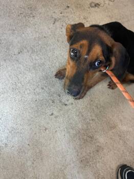 EMBER -  Beagle Dog for Adoption in Mobile, Alabama - EMBER | PetCurious
