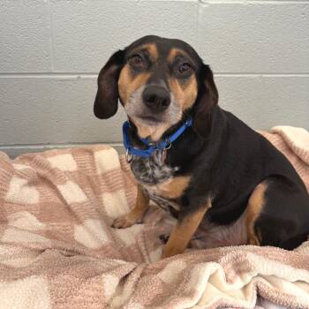 Momo -  Beagle and Dachshund Dog for Adoption in Wheeling, Illinois - Momo | PetCurious
