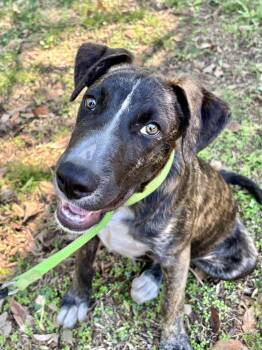 Rescue Labrador Retriever Dogs for Adoption in Manchester, Connecticut - Mr. Sparkles | PetCurious