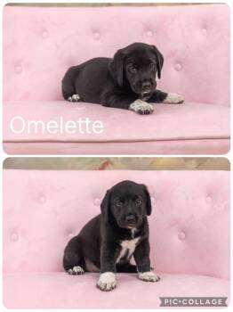 Omelette -  Beagle Dog for Adoption in Enterprise, Alabama - Omelette | PetCurious