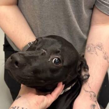 Serpentine -  Mixed Breed Dog for Adoption in Asheville, North Carolina - Serpentine | PetCurious
