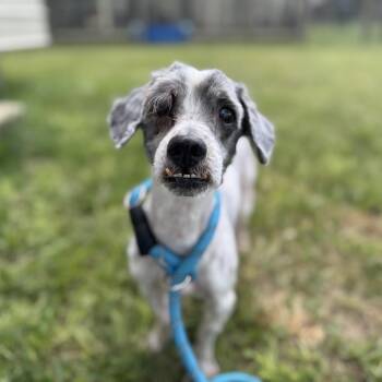 Shaggy Doug -  Miniature Schnauzer and Mixed Breed Dog for Adoption in Houston, Texas - Shaggy Doug | PetCurious