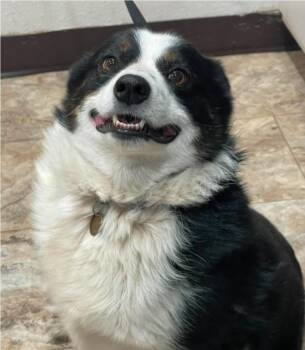 Boy -  Australian Shepherd Dog for Adoption in Sedalia, Colorado - Boy | PetCurious