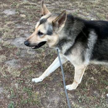 Marshall -  German Shepherd Dog Dog for Adoption in Spring, Texas - Marshall | PetCurious