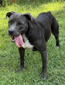 Fireheart Desperately needs Foster/Adopter -  American Staffordshire Terrier Dog for Adoption in Decatur, Georgia - Fireheart Desperately Needs Foster/Adopter | PetCurious